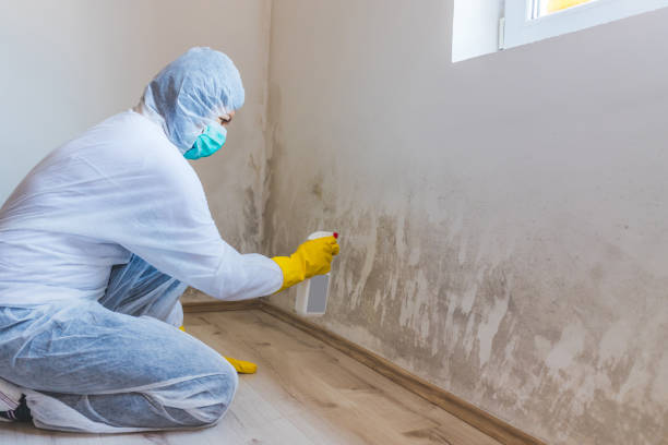 Licensed Commercial Mold Remediation service in Everett, WA - WQB Mold Removal